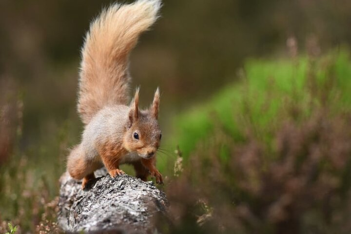 Red Squirrel